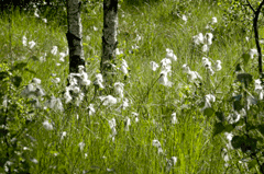 Eriophorum angustifolium Cotton Grass, Tall cottongrass