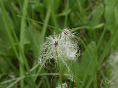 Eriophorum gracile Cotton Grass, Slender cottongrass