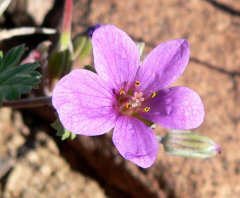 Erodium texanum Texas Filaree