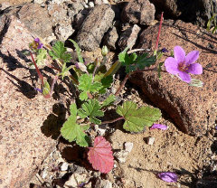 Erodium texanum Texas Filaree
