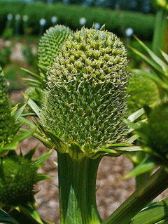 Eryngium yuccifolium Button Eryngo