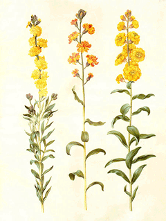 Cheiranthus cheiri Wallflower, Aegean wallflower