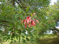 Erythrina crista-galli Coral Tree, Crybabytree