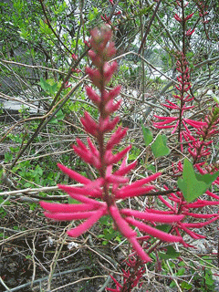 Erythrina herbacea Cardinal Spear, Redcardinal