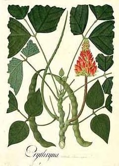 Erythrina edulis Balu. Andean tree bean
