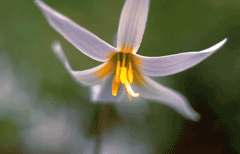 Erythronium albidum White Trout-Lily, White fawnlily