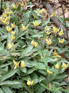 Erythronium americanum Trout Lily, Dogtooth violet