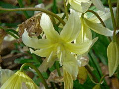 Erythronium californicum Fawn Lily, California fawnlily