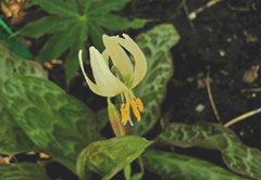 Erythronium citrinum Pale Fawn Lily, Cream fawnlily, Roderick