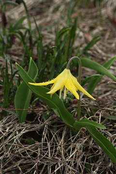 Erythronium grandiflorum Avalanche Lily, Yellow avalanche-lily