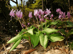 Erythronium japonicum Katakuri