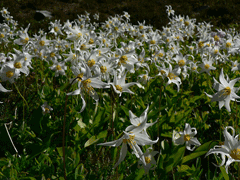 Erythronium montanum Avelanche Lily, White avalanche-lily