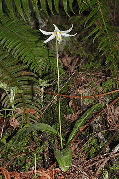 Erythronium oregonum Giant White Fawnlily