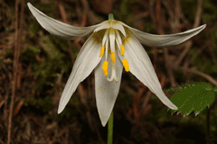 Erythronium oregonum Giant White Fawnlily