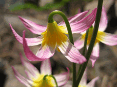 Erythronium purpurascens Avelanche Lily, Purple fawnlily
