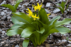 Erythronium tuolumnense Tuolumne Fawn Lily, Dog