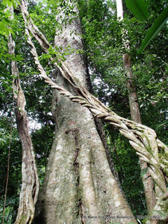 Erythrophleum ivorense Ordealtree, sasswoodtree