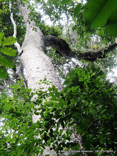 Erythrophleum ivorense Ordealtree, sasswoodtree