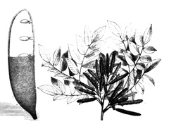 Erythrophleum suaveolens Erun, ordealtree, Sasswood Tree