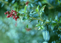 Escallonia rubra Escallonia, Redclaws, Red Escallonia