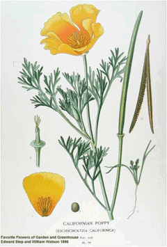 eschscholzia californica Californian Poppy
