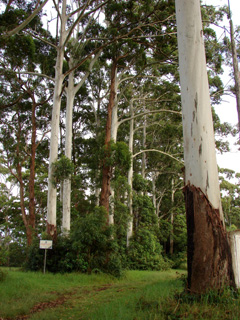 Eucalyptus grandis Flooded Gum, Gum, Rose Eucalyptus