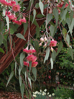 Eucalyptus caesia Gungurru