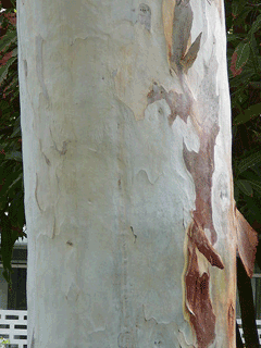 Eucalyptus camaldulensis Red River Gum, Murray Red Gum, River Red  Eucalyptus