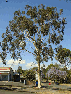 Eucalyptus citriodora Lemon-Scented Gum, Lemon Scented  Eucalyptus