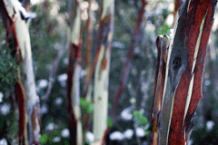 Eucalyptus coccifera Mt. Wellington Peppermint