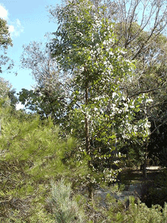 Eucalyptus dumosa Water Mallee