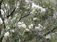 Eucalyptus gummifera Red Bloodwood