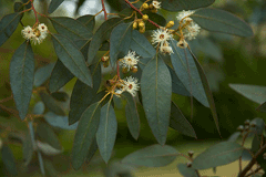 Eucalyptus gunnii Cider Gum