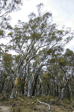 Eucalyptus macrorhyncha Red Stringybark