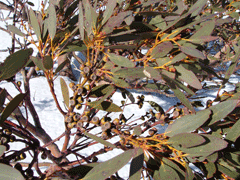 Eucalyptus pauciflora Cabbage Gum, Snow gum