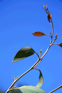 Eucalyptus pauciflora niphophila Snow Gum
