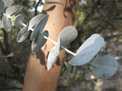 Eucalyptus perriniana Spinning Gum
