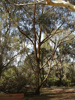 Eucalyptus piperita Sydney Peppermint