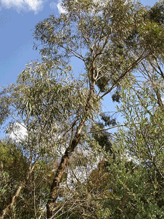 Eucalyptus polybractea Blue Mallee
