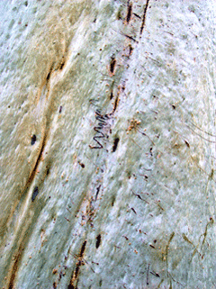 Eucalyptus racemosa Snappy Gum