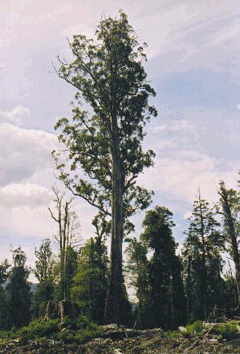 Eucalyptus regnans Mountain Ash