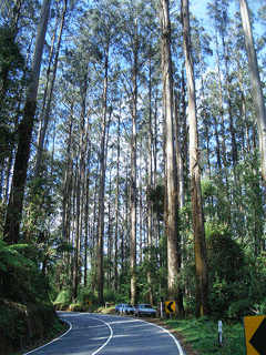 Eucalyptus regnans Mountain Ash