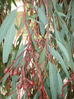 Eucalyptus sideroxylon Red Ironbark, Eucalyptus, Gum, Pink Ironbark