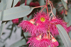 Eucalyptus sideroxylon Red Ironbark, Eucalyptus, Gum, Pink Ironbark