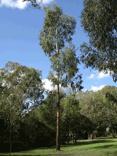 Eucalyptus viminalis Manna Gum