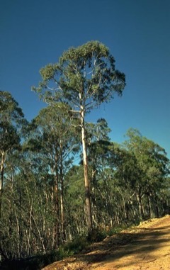 Eucalyptus delegatensis Alpine ash
