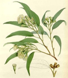 Eucalyptus urnigera Urn tree