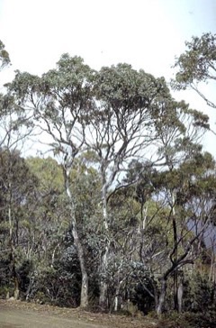 Eucalyptus_urnigera Urn tree