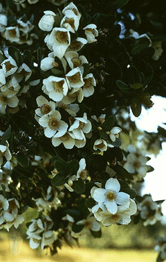 Eucryphia cordifolia Ulmo