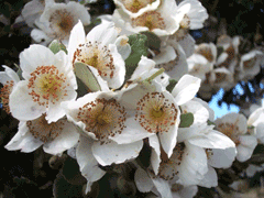 tree Eucryphia cordifolia Ulmo Evergreen & very meliferous 50 seeds honey 
